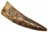 Fossil Spinosaurus Tooth - Real Dinosaur Tooth #345418-1
